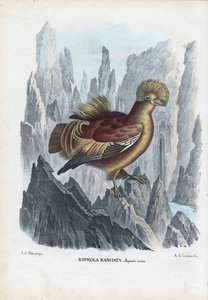 Coq-de-roche, 1863-79 - Raimundo Petraroja